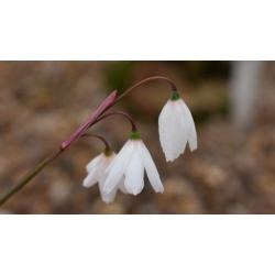 Nasiona Śnieżyca jesienna szt.3 PWxx8