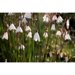 Nasiona Śnieżyca jesienna szt.3 PWxx8