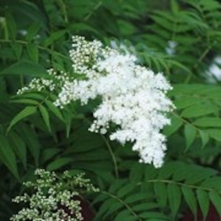 Nasiona Sorbaria tormentosa szt.3 PWxx198