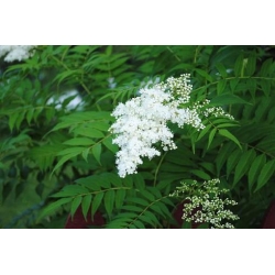 Nasiona Sorbaria tormentosa szt.3 PWxx198