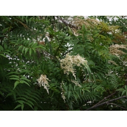 Nasiona Sorbaria tormentosa szt.3 PWxx198