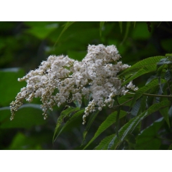 Nasiona Sorbaria tormentosa szt.3 PWxx198