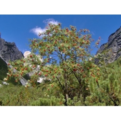 Nasiona Jarząb pospolity Sorbus szt.3 PWxx199