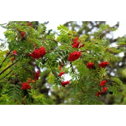 Nasiona Jarząb pospolity Sorbus szt.3 PWxx199