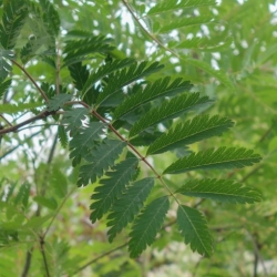 Nasiona Jarząb pospolity Sorbus szt.3 PWxx199