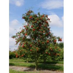 Nasiona Jarząb pospolity Sorbus szt.3 PWxx199