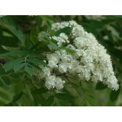 Nasiona Jarząb pospolity Sorbus szt.3 PWxx199