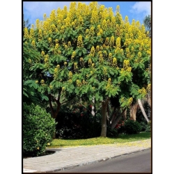 Nasiona Strączyniec spectabilis senna szt.3 PWxx194