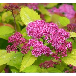 Nasiona Tawuła Garnet and gold Spiraea szt.3 PWxx201