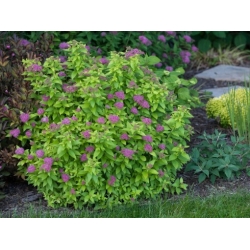 Nasiona Tawuła Garnet and gold Spiraea szt.3 PWxx201