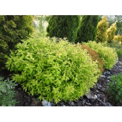 Nasiona Tawuła Garnet and gold Spiraea szt.3 PWxx201