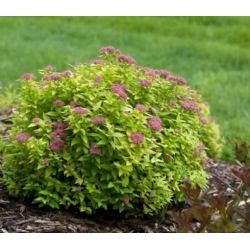 Nasiona Tawuła Garnet and gold Spiraea szt.3 PWxx201