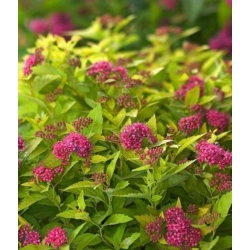 Nasiona Tawuła Garnet and gold Spiraea szt.3 PWxx201