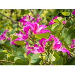 Nasiona Storczykowiec purpurowy szt.3 PWxx33