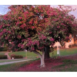 Nasiona Storczykowiec purpurowy szt.3 PWxx33