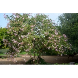 Nasiona Storczykowiec purpurowy szt.3 PWxx33