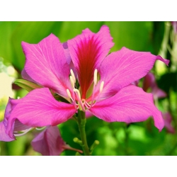 Nasiona Storczykowiec purpurowy szt.3 PWxx33