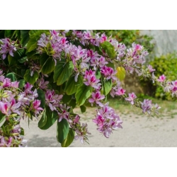 Nasiona Storczykowiec purpurowy szt.3 PWxx33