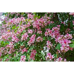 Nasiona Storczykowiec purpurowy szt.3 PWxx33