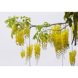 Nasiona Strączyniec cewiasty szt.3 PWxx55