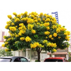 Nasiona Strączyniec cewiasty szt.3 PWxx55