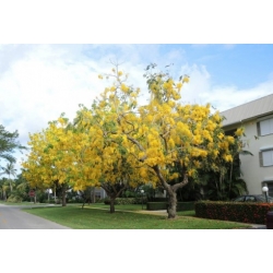 Nasiona Strączyniec cewiasty szt.3 PWxx55