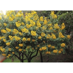 Nasiona Strączyniec piłkowany szt.3 PWxx56