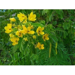 Nasiona Strączyniec piłkowany szt.3 PWxx56