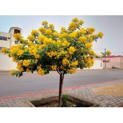 Nasiona Strączyniec piłkowany szt.3 PWxx56