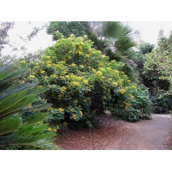 Nasiona Strączyniec piłkowany szt.3 PWxx56