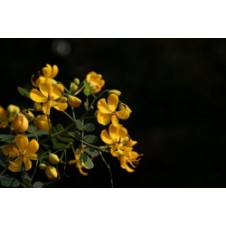 Nasiona Strączyniec piłkowany szt.3 PWxx56