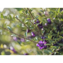 Nasiona Suchodrzew mirtolistny lonicera szt.3 PWxx142