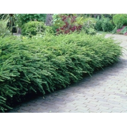 Nasiona Suchodrzew mirtolistny lonicera szt.3 PWxx142