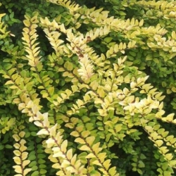 Nasiona Suchodrzew mirtolistny lonicera szt.3 PWxx142