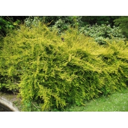Nasiona Suchodrzew mirtolistny lonicera szt.3 PWxx142