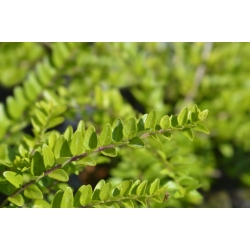 Nasiona Suchodrzew mirtolistny lonicera szt.3 PWxx142