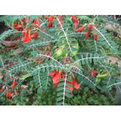 Nasiona Sutherlandia frutescens szt.3 PWxx202