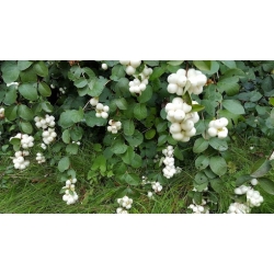 Nasiona Śnieguliczka biała Symphoricarpos albus szt.3 PWxx203
