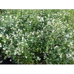 Nasiona Śnieguliczka biała Symphoricarpos albus szt.3 PWxx203