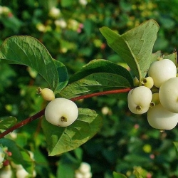 Nasiona Śnieguliczka biała Symphoricarpos albus szt.3 PWxx203