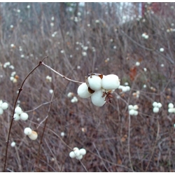 Nasiona Śnieguliczka biała Symphoricarpos albus szt.3 PWxx203