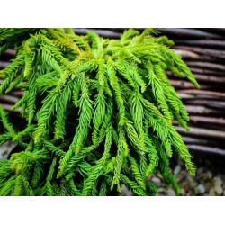 Nasiona Szydlica japońska Cryptomeria szt.3 PWxx87