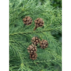 Nasiona Szydlica japońska Cryptomeria szt.3 PWxx87