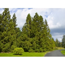 Nasiona Szydlica japońska Cryptomeria szt.3 PWxx87