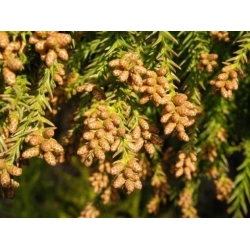 Nasiona Szydlica japońska Cryptomeria szt.3 PWxx87