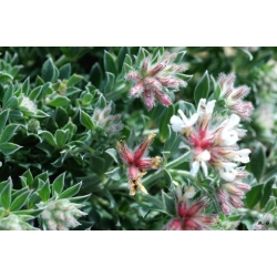 Nasiona Szyplin szorstki Dorycnium hirsutum szt.3 PWxx98