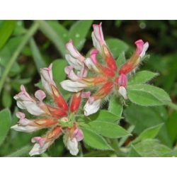 Nasiona Szyplin szorstki Dorycnium hirsutum szt.3 PWxx98