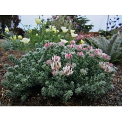 Nasiona Szyplin szorstki Dorycnium hirsutum szt.3 PWxx98