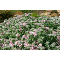 Nasiona Szyplin szorstki Dorycnium hirsutum szt.3 PWxx98