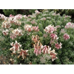 Nasiona Szyplin szorstki Dorycnium hirsutum szt.3 PWxx98